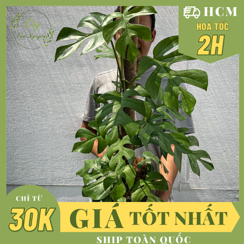 [CHỈ GIAO HOẢ TỐC] CÂY MONSTERA LEO TRƯỞNG THÀNH- SẴN TRỤ ,(cao 80-100cm), cây cảnh decor, cây trang trí nhà nội thất, khoẻ đẹp, GIÁ RẺ, lọc không khí, Cây Tươi Nguyên CTN1549
