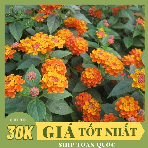 CÂY HOA NGŨ SẮC CAM - VÀNG, (cao 25cm), Cây cảnh, dễ trồng GIÁ RẺ, nở quanh năm, Cây Tươi Nguyên CTN0400