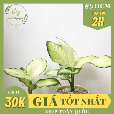 CÂY THIÊN HOÀNG, (cao 35cm), cây phong thủy hút tài lộc để bàn mini GIÁ RẺ, lọc không khí, Cây Tươi Nguyên CTN0110