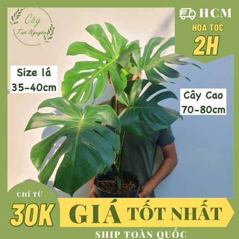 [CHỈ GIAO HOẢ TỐC] CÂY TRẦU BÀ LÁ XẺ NAM MỸ MONSTERA SIZE LỚN, (cao 70-80cm), cây cảnh Decor Trong nhà, Cây Tươi Nguyên