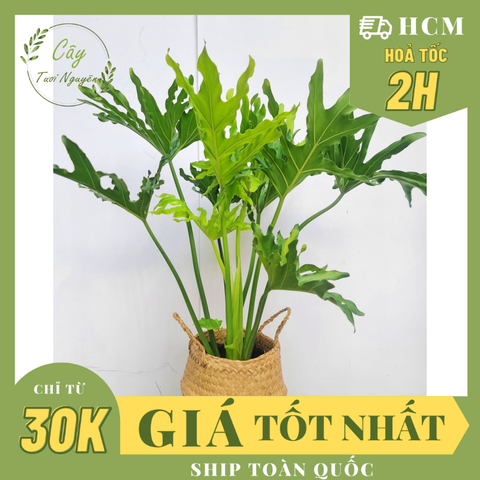 CÂY TRẦU BÀ THANH XUÂN 2 Size, cây phong thủy hút tài lộc để bàn mini GIÁ RẺ, lọc không khí, Cây Tươi Nguyên CTN0190