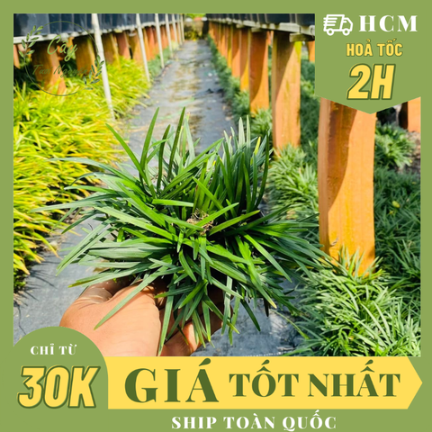 CÂY CỎ GẤU MỸ, (cao 5 cm), set hồ bán cạn, trồng chậu hoặc ban công sân vườn . terrarium, non bộ, tiểu cảnh, Cây Tươi Nguyên CTN1310