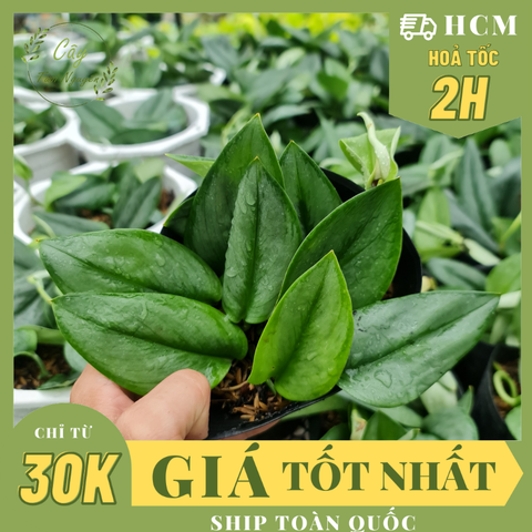 CÂY ÁNH TRĂNG CHẬU NHỰA Scindapsus Moonlight ,(cao 10cm), cây cảnh Trong nhà, kiểng lá mini để bàn Văn phòng đẹp, GIÁ RẺ