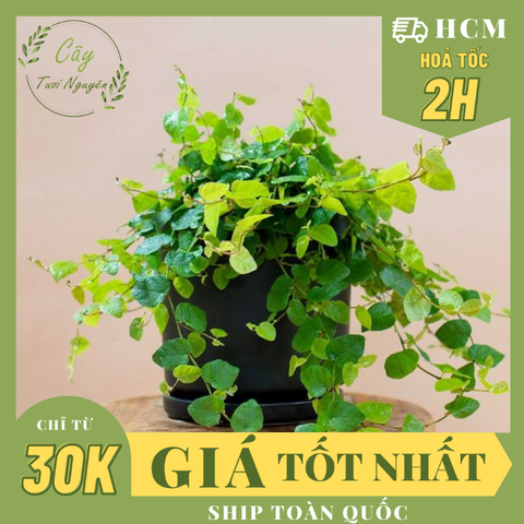 CÂY VẢY ỐC ( THẰN LẰN BÒ), (cao 10cm), cây phong thủy hút tài lộc để bàn mini GIÁ RẺ, lọc không khí, Cây Tươi Nguyên CTN0370
