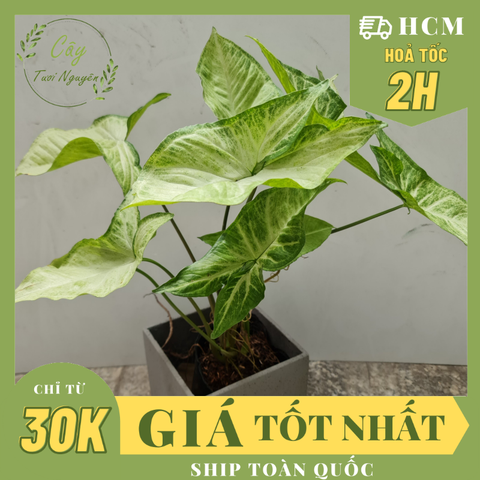 CÂY TRÓC BẠC, (cao 20cm), cây phong thủy hút tài lộc để bàn mini GIÁ RẺ, lọc không khí, Cây Tươi Nguyên CTN0340