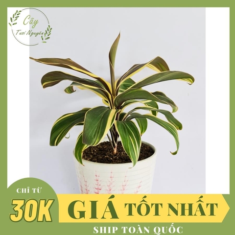 CÂY PHÁT TÀI Sọc trắng, (cao 35cm), cây phong thủy hút tài lộc để bàn mini GIÁ RẺ, lọc không khí, Cây Tươi Nguyên CTN0090