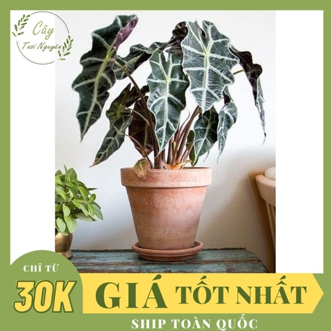 CÂY MÔN QUAN ÂM Loại 4 gốc, (cao 25cm), cây phong thủy hút tài lộc để bàn mini GIÁ RẺ, lọc không khí, Cây Tươi Nguyên CTN0330