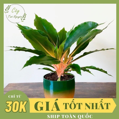 CÂY PHƯỢNG HOÀNG, (cao 35cm), cây phong thủy hút tài lộc để bàn mini GIÁ RẺ, lọc không khí, Cây Tươi Nguyên CTN0070