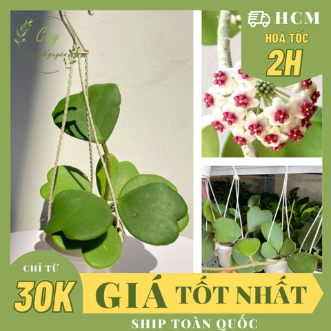CÂY CẨM CÙ LÁ TIM Size MINI, (cao 10cm), Cây cảnh, dễ trồng GIÁ RẺ, nở quanh năm, Cây Tươi Nguyên CTN0960