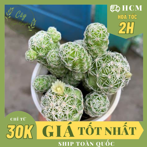 CÂY XƯƠNG RỒNG TRỨNG CHIM, (cao 5cm), cây phong thủy hút tài lộc để bàn mini GIÁ RẺ, lọc không khí, Cây Tươi Nguyên CTN0640