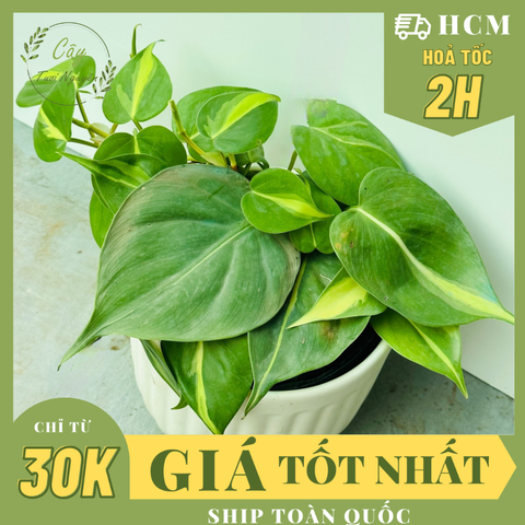 CÂY TRẦU BÀ BRAZIL CHẬU NHỰA, (cao 10cm), cây cảnh Trong nhà, kiểng lá mini để bàn Văn phòng đẹp, GIÁ RẺ, lọc không khí, Cây Tươi Nguyên CTN1514