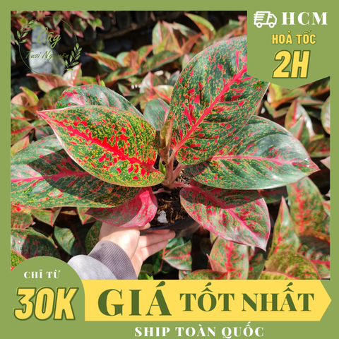 CÂY NHƯ Ý, (cao 25cm), cây cảnh Trong nhà, kiểng lá mini để bàn Văn phòng đẹp, hợp Phong thuỷ, GIÁ RẺ, lọc không khí, Cây Tươi Nguyên CTN1150