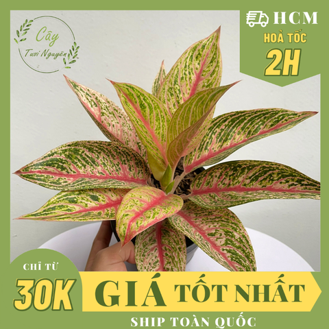 CÂY THỊNH VƯỢNG, (cao 15cm), cây phong thủy hút tài lộc để bàn mini GIÁ RẺ, lọc không khí, Cây Tươi Nguyên CTN1090