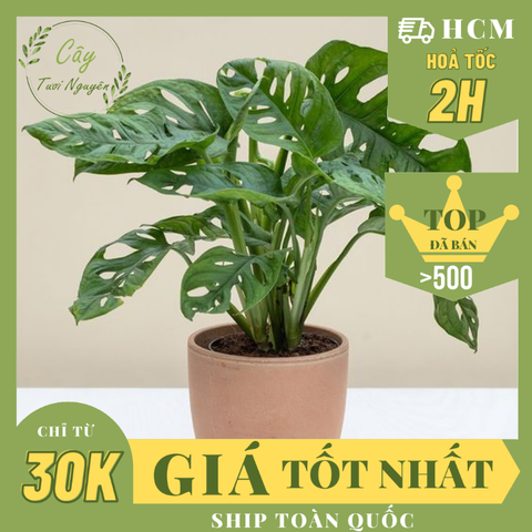 [Mua 2 giảm 15K ship] CÂY TRẦU BÀ LỖ ,(cao 30cm), cây phong thủy hút tài lộc để bàn mini GIÁ RẺ, lọc không khí, Cây Tươi Nguyên CTN0180