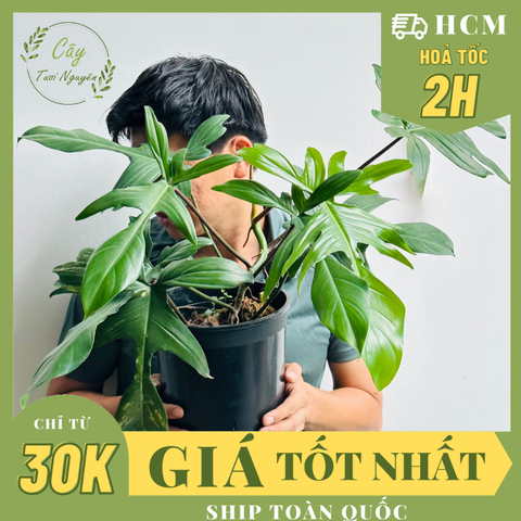 [CHỈ GIAO HOẢ TỐC] - CÂY TRẦU BÀ CÁNH ÉN CHẬU LỚN, (cao 30-40cm), cây cảnh Trong nhà, kiểng lá mini để bàn Văn phòng đẹp, GIÁ RẺ, lọc không khí, Cây Tươi Nguyên CTN1525