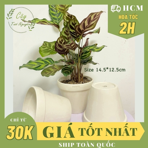 CHẬU ĐẤT NUNG TRẮNG LY GỜ NHỎ ENVIE (14.5*12.5cm) hàng Xuất khẩu, (1 chậu), trồng cây, trang trí nội thất, Cây Tươi Nguy