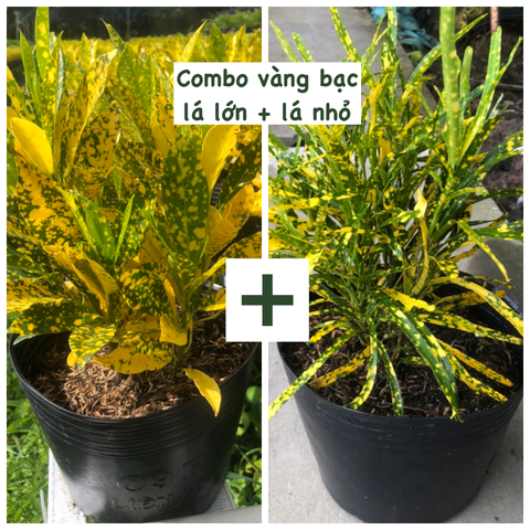 COMBO VÀNG BẠC LÁ LỚN + LÁ NHỎ