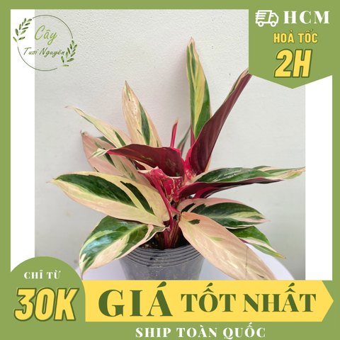 CÂY HỒNG QUÂN TỬ Stromanthe Triostar, (cao 30cm), cây cảnh Trong nhà, kiểng lá mini để bàn đẹp, GIÁ RẺ, Cây Tươi Nguyên