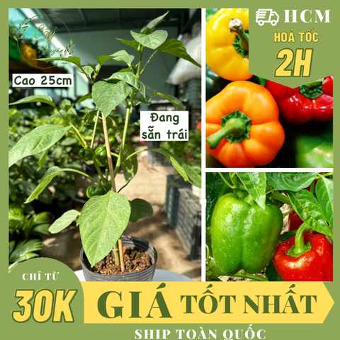[CHỈ GIAO HCM] CÂY ỚT CHUÔNG ĐÀ LẠT, ỚT NGỌT (cao 25cm), trồng sẵn phát triển ổn định, mau thu hoạch Cây Tươi Nguyên