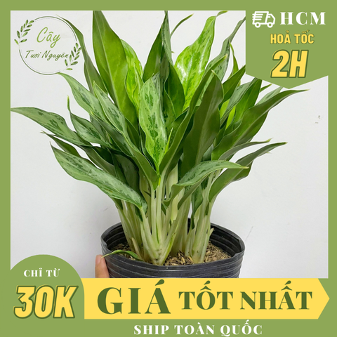 CÂY GIỮ TIỀN THÁI LÁ NHỎ, (cao 20cm), cây cảnh Trong nhà, kiểng lá mini để bàn Văn phòng đẹp, hợp Phong thuỷ, GIÁ RẺ, lọc không khí, Cây Tươi Nguyên CTN1130