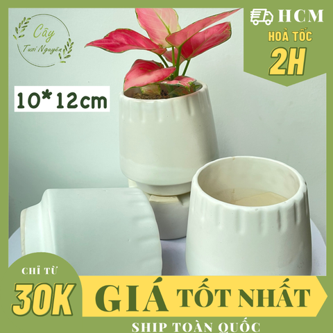 CHẬU TRÁNG MEN KẺ MIỆNG 10*12CM, (1 chậu), chậu trồng cây, trang trí nội thất, Cây Tươi Nguyên CTN1496