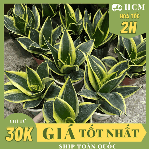 CÂY LƯỠI HỔ BÚP SEN, (cao 10cm), Màu Xanh, cây cảnh Trong nhà, kiểng lá mini để bàn Văn phòng đẹp, GIÁ RẺ, Cây Tươi Nguyên