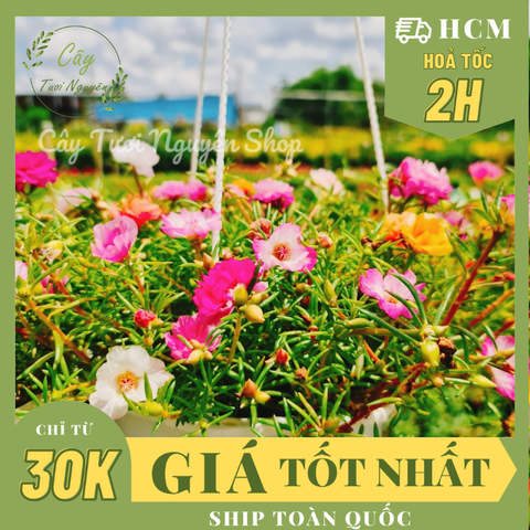 CÂY HOA MƯỜI GIỜ CHẬU TREO LỚN, (cao 15cm), Hoa giống cảnh sân vườn, ban công, dễ trồng GIÁ RẺ, nở quanh năm, Cây Tươi Nguyên CTN1120