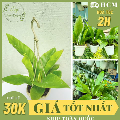 [CHẬU TREO] CÂY Ổ PHỤNG (TỔ QUẠ) mini, (cao 10cm), cây cảnh Trong nhà, kiểng lá để bàn, GIÁ RẺ, Cây Tươi Nguyên CTN1453