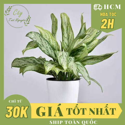 [Mua 2 giảm 15K ship] CÂY GIỮ TIỀN, (cao 35cm), cây phong thủy hút tài lộc để bàn mini GIÁ RẺ, lọc không khí, Cây Tươi Nguyên CTN0040