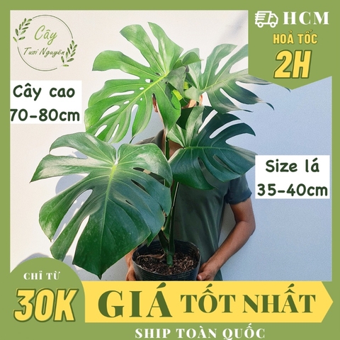 [CHỈ GIAO HOẢ TỐC] CÂY TRẦU BÀ LÁ XẺ NAM MỸ MONSTERA SIZE LỚN, (cao 70-80cm), cây cảnh Decor Trong nhà, Cây Tươi Nguyên