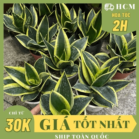 CÂY LƯỠI HỔ BÚP SEN, (cao 10cm), Màu Vàng cây cảnh Trong nhà, kiểng lá mini để bàn Văn phòng đẹp, GIÁ RẺ, Cây Tươi Nguyên