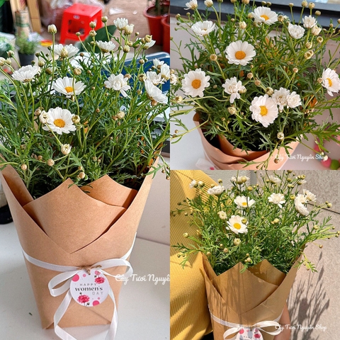 [HOẢ TỐC-QUÀ 8/3] CHẬU CÚC HOẠ MI, gói giấy kraft xinh xắn, làm quà tặng, chậu cây để bàn dễ thương, phong cách Hàn quốc