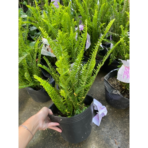 CÂY DƯƠNG SỈ LÁ ME