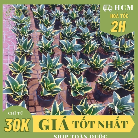 CÂY LƯỠI HỔ BÚP SEN LỚN ,(cao 15cm), cây cảnh Trong nhà, kiểng lá mini để bàn Văn phòng đẹp, GIÁ RẺ, lọc không khí