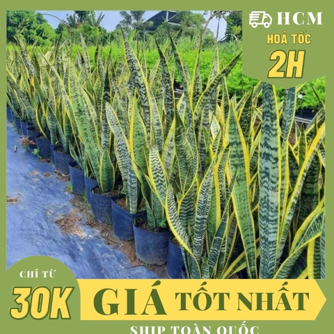 [CHỈ GIAO HOẢ TỐC] CÂY LƯỠI HỔ THÂN CAO VIỀN VÀNG ,(cao 70-90cm), cây cảnh Trong nhà, kiểng lá mini để bàn Văn phòng đẹp