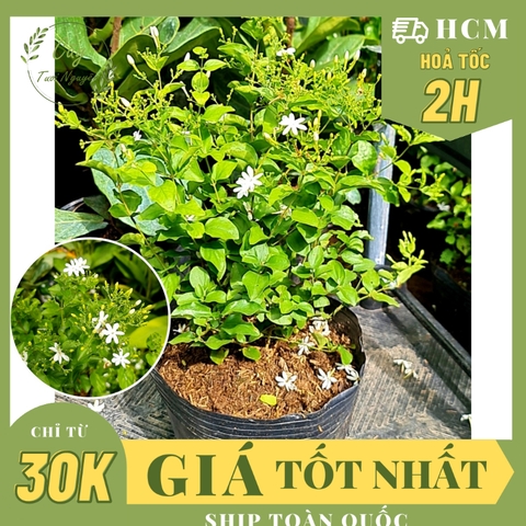 CÂY HOA LÀI HOÀNG GIA, Hoa chùm màu trắng CỰC THƠM ,(cao 30cm), Hoa giống cảnh sân vườn, ban công, dễ trồng GIÁ RẺ