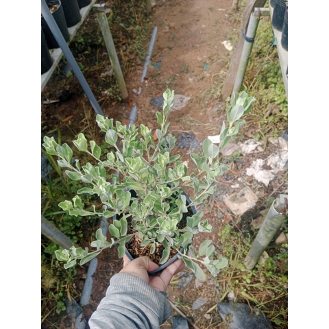 CÂY HOA TUYẾT SƠN PHI HỒNG ,(cao 20cm), Hoa giống cảnh sân vườn, dễ trồng GIÁ RẺ, nở quanh năm, Cây Tươi Nguyên