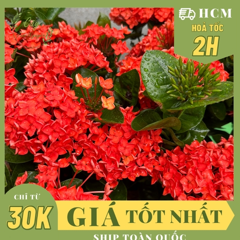 CÂY HOA TRANG CAM ĐÀI LOAN (Mẫu đơn Đài Loan) ,(cao 30cm), Hoa giống cảnh sân vườn, ban công, dễ trồng GIÁ RẺ, Cây Tươi