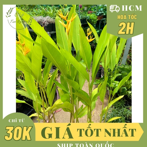 [CHỈ HOẢ TỐC] CÂY CHUỐI THIÊN ĐIỂU (MỎ KÉT) ,(cao 80-100cm), cây cảnh decor, cây trang trí nhà nội thất, khoẻ đẹp