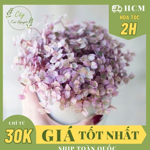 CÂY PINK LADY THÀI LÀI TÍM ,(cao 10cm), cây cảnh decor, cây trang trí nhà nội thất, khoẻ đẹp, GIÁ RẺ, lọc không khí
