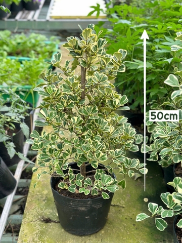 [HOẢ TỐC] CHẬU CÂY ĐA TAM PHÚC LÁ TIM Size lớn (50cm), lá sum suê, cây cảnh decor, cây trang trí, Cây Tươi Nguyên