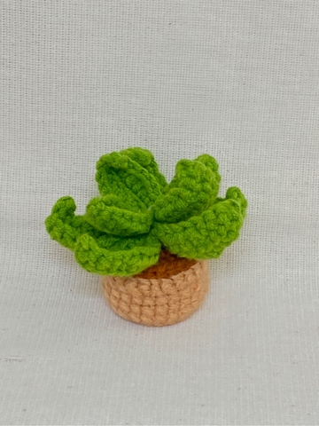 FLOWER POTS CACTUS 1