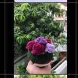 FLOWER POTS 6 ROSE FLOWER POT