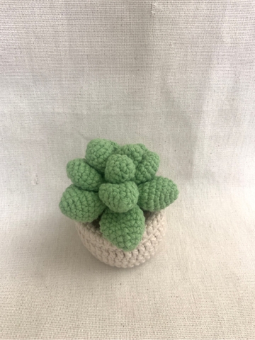 CACTUS FLOWER SUCCULENTS