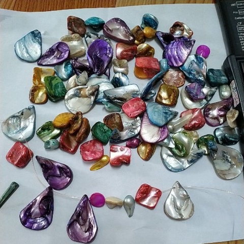 50gam vỏ sò các kiểu -VSM005