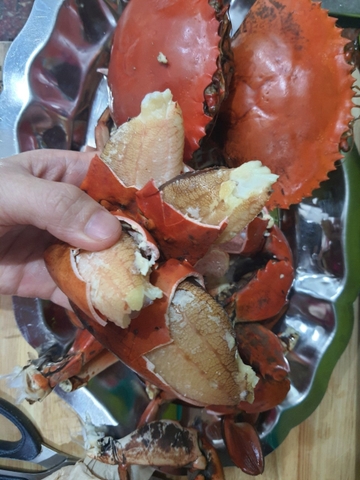 Cua thịt - Trọng lượng mỗi con từ 400g đến 479g