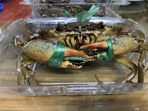Cua gạch - Trọng lượng mỗi con từ 350g đến 479g