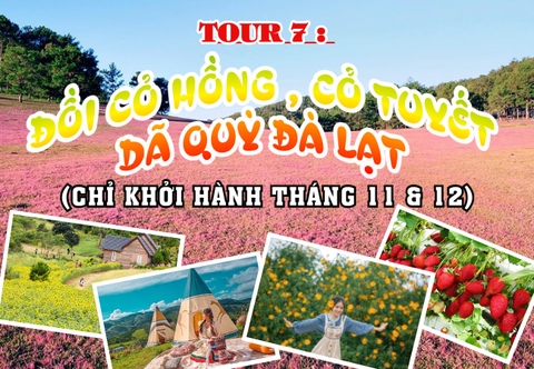 TOUR 7: THAM QUAN ĐỒI CỎ TUYẾT, CỎ HỒNG, DÃ QUỲ ĐÀ LẠT 2023