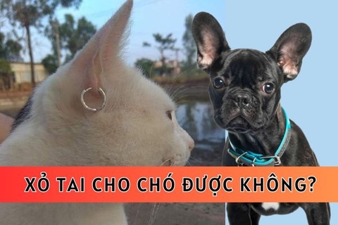 Xỏ khuyên tai cho chó được không? 3 lưu ý bạn chưa biết