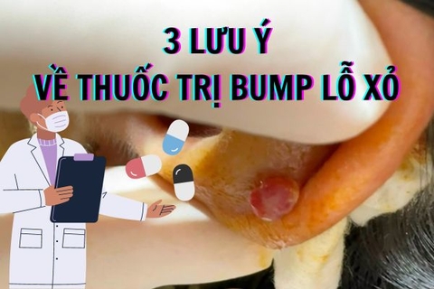 Thuốc trị bump lỗ xỏ & 3 điều bạn nên biết khi bị bump